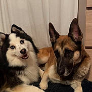 Snow participe au concours pour gagner de l'argent avec cette photo : dog, husky, german_shepherd, indoor, floor, wooden_floor, curtains, rug, pet, animal, canine, two_dogs, fur, lying_down, relaxed, smiling, playful, companion, domestic, mammal
