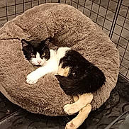 Oréo participe au concours pour gagner de l'argent avec cette photo : cat, black_and_white, pet_bed, fluffy, lounging, relaxed, indoor, floor, wire_enclosure, animal, feline, resting, cozy, cute, fur, paw, tail, comfort, sleepy, domestic