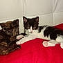 Oréo a rejoint le concours — aidez-le/la à gagner de superbes lots ! kitten, cat, animal, pet, feline, tortoiseshell_cat, black_and_white_cat, lying_down, red_bedding, cushion, indoor, cute, fur, whiskers, paw, resting, sleepy, small, two_animals, companionship