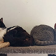 Oréo a rejoint le concours — aidez-le/la à gagner de superbes lots ! cat, cats, black_and_white_cat, gray_tabby_cat, cat_perch, pet, feline, indoor, resting, animal, cute, fur, whiskers, ears, tail, relaxed, sleepy, companions, domestic_animal, closeup