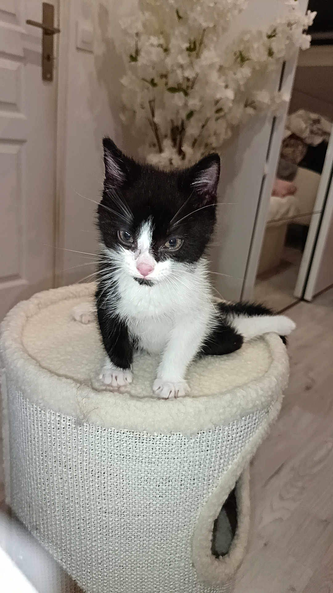 Oréo a rejoint le concours — aidez-le/la à gagner de superbes lots ! kitten, cat, black_and_white, cat_tower, indoor, pet, furniture, door, flowers, mirror, home, floor, curious, small, young, animal, whiskers, paws, cozy, cute