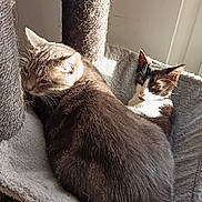 Oréo participe au concours pour gagner de l'argent avec cette photo : cat, cats, pet, feline, indoor, sunlight, resting, cozy, cat_hammock, fur, black_and_white_cat, tabby_cat, animal, cute, relaxed, sleepy, whiskers, ears, companions, domestic