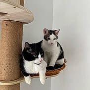 Oréo participe au concours pour gagner de l'argent avec cette photo : cat, cats, black_and_white, pet, animal, feline, cat_tree, scratching_post, woven_basket, indoor, home, portrait, sitting, perched, paws, whiskers, ears, playful, cute, photograph