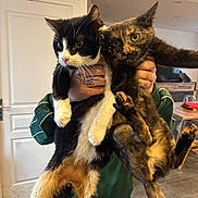 Oréo participe au concours pour gagner de l'argent avec cette photo : black_and_white_cat, cat, curious, domestic_animal, door, feline, floor, furniture, green_jacket, hands, holding, indoor, kitchen, living_room, person, pet, startled, table, television, tortoiseshell_cat
