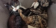 Oréo a rejoint le concours — aidez-le/la à gagner de superbes lots ! cat, kitten, pets, feline, snuggling, cozy, cat_bed, black_and_white_cat, tortoiseshell_cat, fur, whiskers, indoor, resting, cute, animal, companions, sleepy, soft, comfort, playful