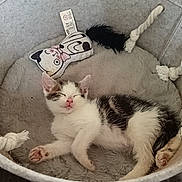 Sushi a rejoint le concours — aidez-le/la à gagner de superbes lots ! kitten, cat, sleeping, basket, toy, pet, cozy, soft, fur, indoor, relaxed, cute, animal, resting, small, white, black, pink_nose, feline, nap