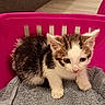 Sushi a rejoint le concours — aidez-le/la à gagner de superbes lots ! kitten, cat, pet, animal, basket, pink, towel, fur, indoor, floor, curious, small, cute, young, whiskers, ears, paws, domestic, resting, cozy