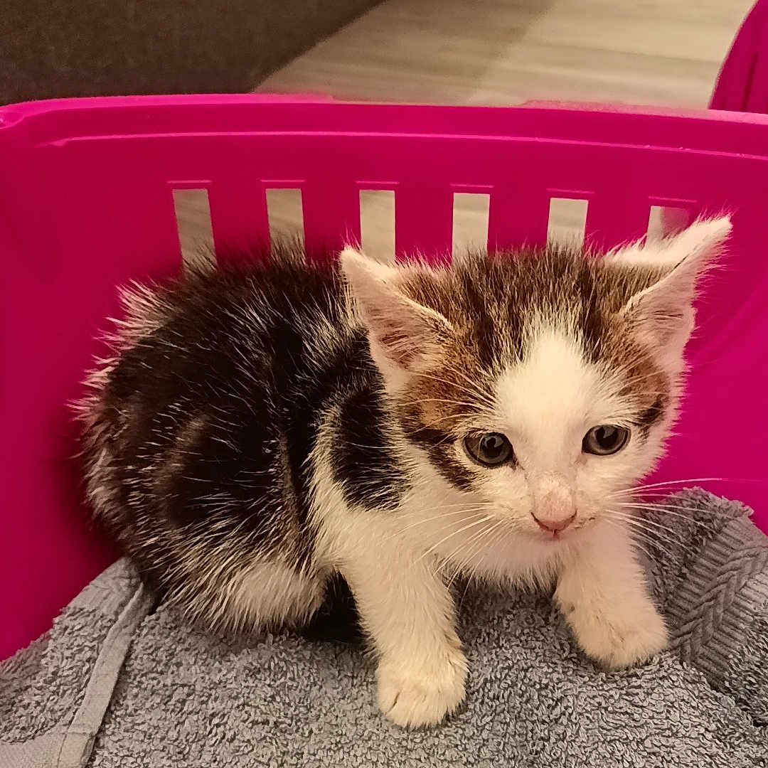 Sushi a rejoint le concours — aidez-le/la à gagner de superbes lots ! kitten, cat, pet, animal, basket, pink, towel, fur, indoor, floor, curious, small, cute, young, whiskers, ears, paws, domestic, resting, cozy