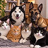 animals, black_and_white_cat, blue_eyes, carpet, cat_tree, cats, dogs, furniture, german_shepherd, group_portrait, houseplant, husky, indoors, living_room, orange_cat, pet_family, pets, tabby_cat, tuxedo_cat, upright_ears