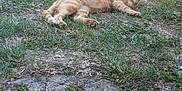 Bijou participe au concours pour gagner de l'argent avec cette photo : animal, architecture, backyard, building, cat, face, field, grass, grassland, herbal, herbs, lawn, nature, outdoors, pet, plant, shelter, soil, vegetation, yard