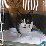 Bijou participe au concours pour gagner de l'argent avec cette photo : alert, animal, black_and_white_cat, cat, closeup, companions, container, curious, cute, domestic_animal, eyes, face, feline, fur, indoor, orange_cat, pet_carrier, pets, two_animals, whiskers