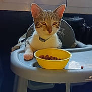 Tempête participe au concours pour gagner de l'argent avec cette photo : cat, kitten, high_chair, yellow_bowl, kibble, window, indoor, pet, animal, feline, curious, collar, feeding, tray, light, domestic, cute, sitting, young_cat, household