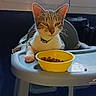 animal, cat, collar, curious, cute, domestic, feeding, feline, high_chair, household, indoor, kibble, kitten, light, pet, sitting, tray, window, yellow_bowl, young_cat