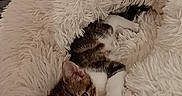 Tempête participe au concours pour gagner de l'argent avec cette photo : kitten, cat, pet, furry, fluffy_bed, cozy, indoor, resting, cute, animal, tabby_cat, white_paws, curious, shaggy, soft_texture, relaxed, small_pet, circular_bed, comfort, cute_pet