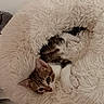 animal, cat, circular_bed, comfort, cozy, curious, cute, cute_pet, fluffy_bed, furry, indoor, kitten, pet, relaxed, resting, shaggy, small_pet, soft_texture, tabby_cat, white_paws