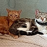 Tempête participe au concours pour gagner de l'argent avec cette photo : cat, cats, tabby_cat, orange_cat, striped_cat, pet, animal, feline, resting, indoor, blanket, bandana, cozy, cute, fur, whiskers, ears, tail, relaxed, companion