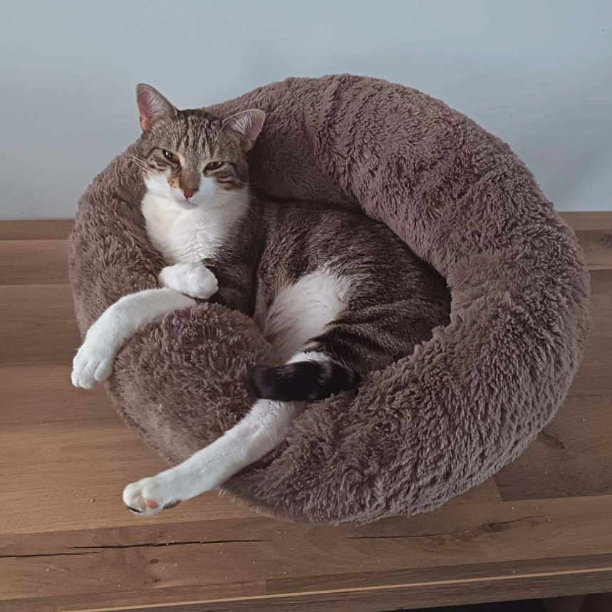 Tempête a rejoint le concours — aidez-le/la à gagner de superbes lots ! cat, tabby_cat, pet_bed, fluffy_bed, wooden_table, indoor, relaxed, resting, animal, feline, domestic_cat, fur, paw, ears, whiskers, looking_at_camera, home, cozy, round_bed, screenshot