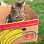 cat, tabby_cat, cardboard_box, banana_graphics, outdoor, grass, animal, pet, tongue_out, nature, leaf, playful, striped_fur, whiskers, close_up, daylight, mammal, sitting, cute, domestic_cat