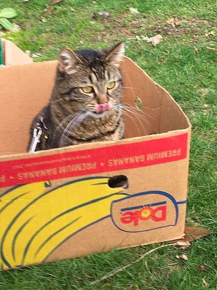 Pamela Gartner is registered to the contest to win money with this photo: cat, tabby_cat, cardboard_box, banana_graphics, outdoor, grass, animal, pet, tongue_out, nature, leaf, playful, striped_fur, whiskers, close_up, daylight, mammal, sitting, cute, domestic_cat