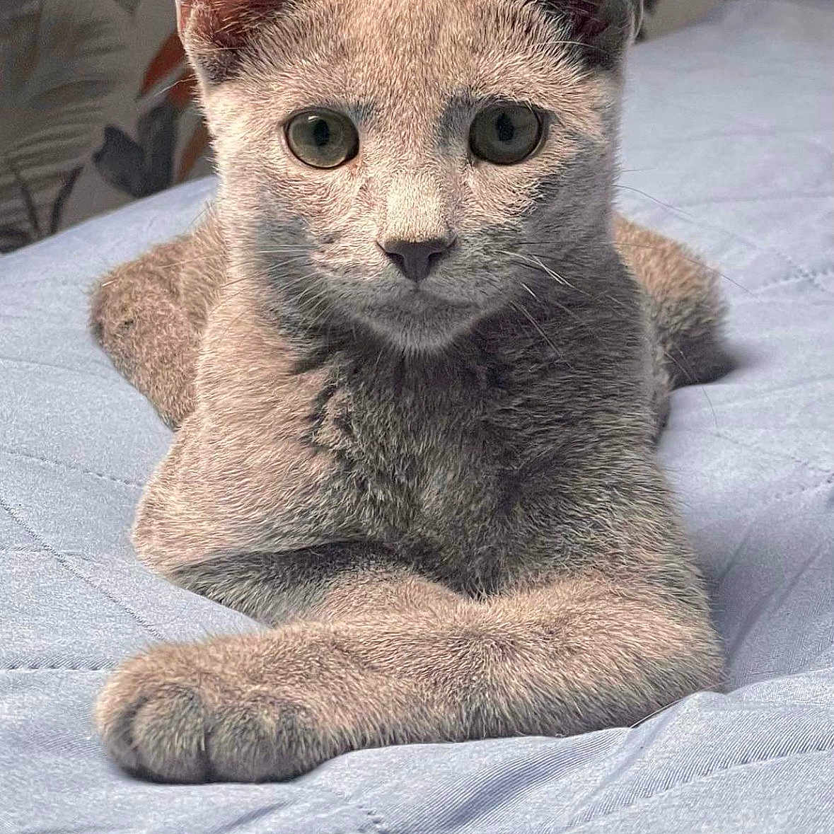 Uggy participe au concours pour gagner de l'argent avec cette photo : abyssinian, angora, animal, blanket, cat, egyptiancat, kitten, manx, pet