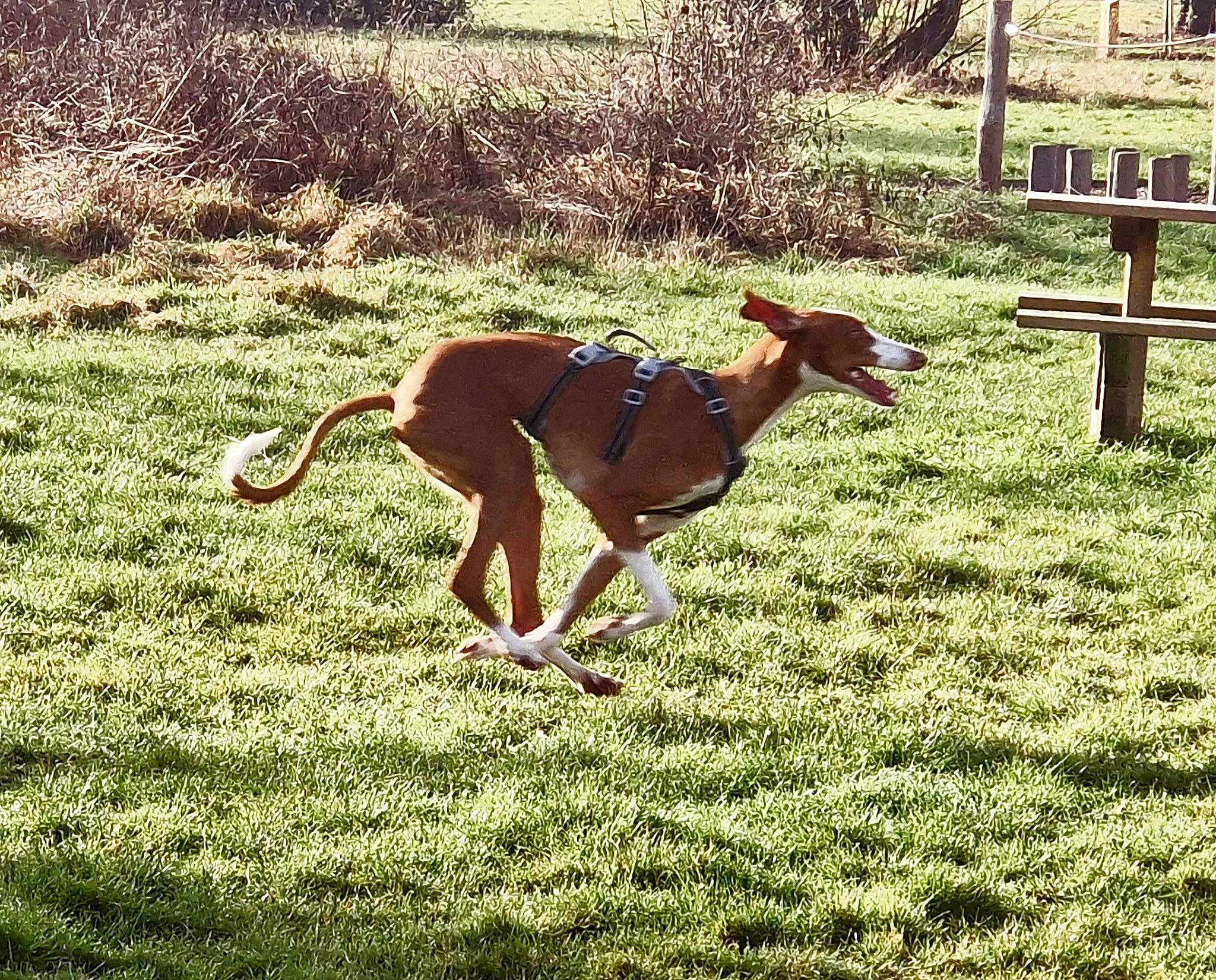 Oslo participe au concours pour gagner de l'argent avec cette photo : carnivore, companion_dog, dog, dog_breed, dog_sports, fawn, grass, grassland, groundcover, meadow, pasture, people_in_nature, plant, sighthound, sporting_group, tail, terrestrial_animal, tree, wood, working_animal
