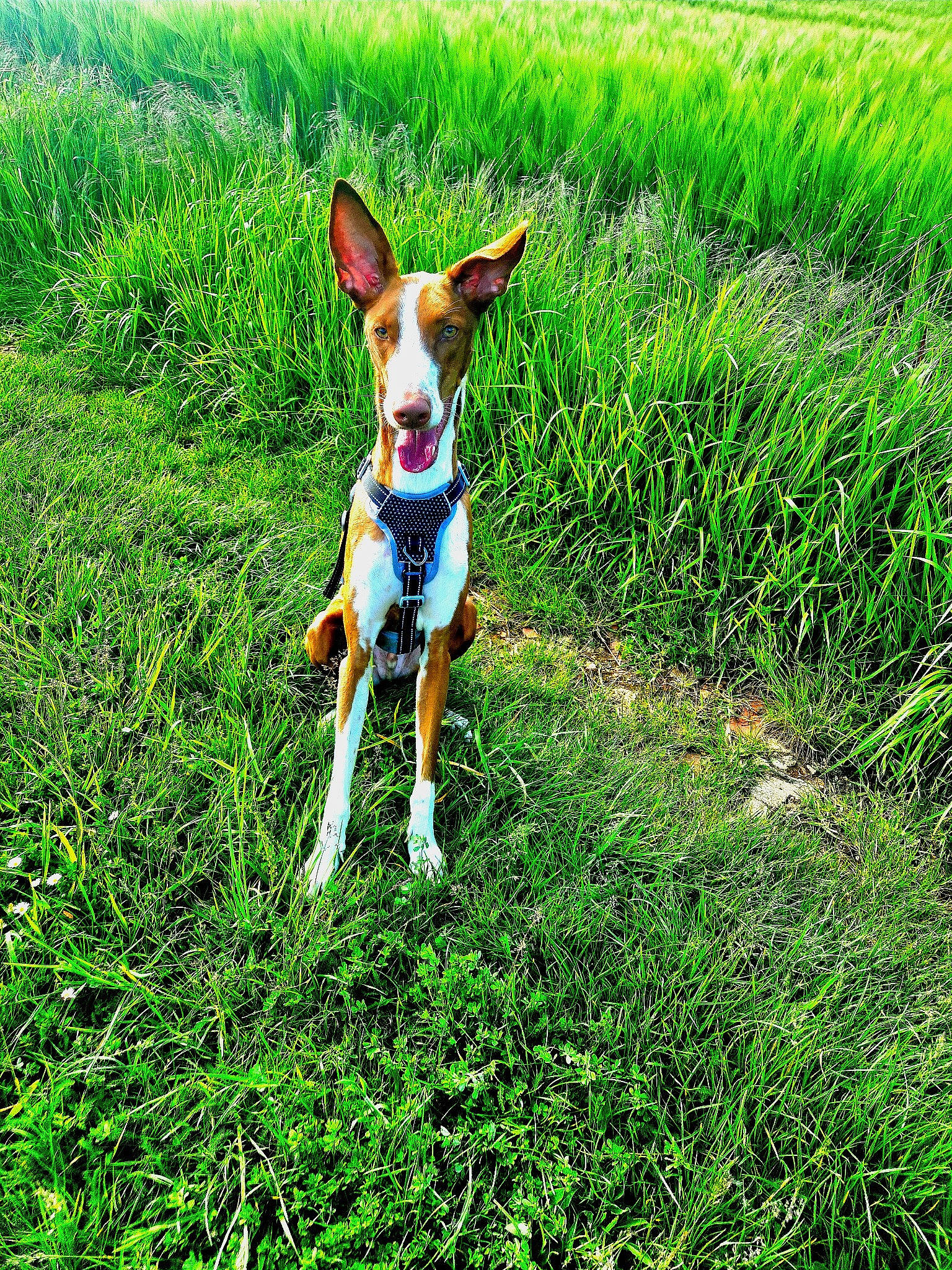 Oslo participe au concours pour gagner de l'argent avec cette photo : canidae, carnivore, companion_dog, dog, dog_breed, dog_supply, fawn, field, grass, grassland, groundcover, hound, meadow, natural_landscape, pasture, people_in_nature, plant, prairie, tail, terrestrial_animal