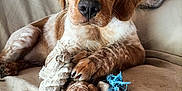 Arron a rejoint le concours — aidez-le/la à gagner de superbes lots ! puppy, dog, rope_toy, couch, indoor, brown_and_white, pet, animal, paw, face, fur, cute, looking_at_camera, toy, relaxed, cozy, home, living_room, close_up, resting