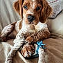 puppy, dog, rope_toy, couch, indoor, brown_and_white, pet, animal, paw, face, fur, cute, looking_at_camera, toy, relaxed, cozy, home, living_room, close_up, resting