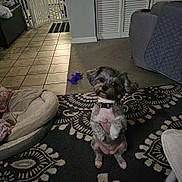 Pixie joined the competition — help win amazing prizes! animal, carpet, collar, cozy, cute, dog, dog_bed, ears, floor, fur, furniture, home, indoor, living_room, looking_up, pet, rug, small_dog, tile_floor, toy