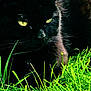 Bella participe au concours pour gagner de l'argent avec cette photo : black_cat, cat, animal, pet, grass, greenery, outdoor, nature, whiskers, eyes, mammal, feline, close_up, wildlife, portrait, fur, daylight, plant, sitting, alert