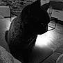 cat, black_cat, indoor, couch, furniture, floor, tile_floor, blanket, pet, animal, domestic_animal, living_room, shadow, silhouette, soft_light, cozy, household, quiet, resting, side_profile