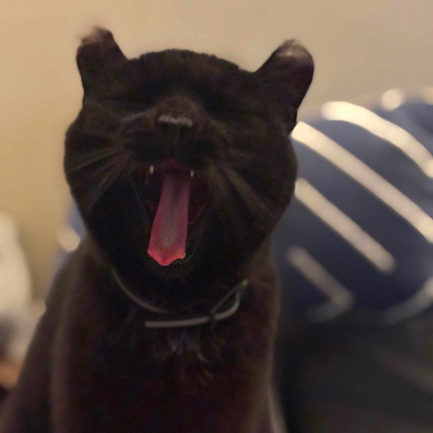 Bella participe au concours pour gagner de l'argent avec cette photo : animal, black_cat, blurred_background, cat, close_up, collar, cozy, cute, domestic_cat, feline, fur, indoor, mouth_open, pet, portrait, sleepy, striped_pillow, tongue_out, whiskers, yawning