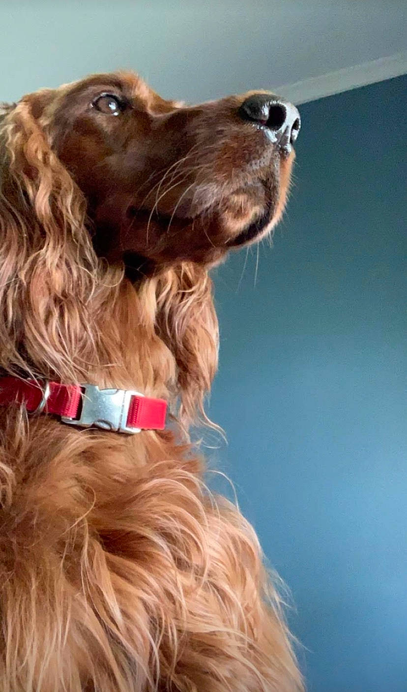 Poppy joined the competition — help win amazing prizes! boykin_spaniel, canidae, carnivore, cocker_spaniel, dog, dog_breed, dog_collar, field_spaniel, french_spaniel, german_longhaired_pointer, german_spaniel, irish_setter, liver, mammal, picardy_spaniel, setter, spaniel, sporting_group, sussex_spaniel, vertebrate