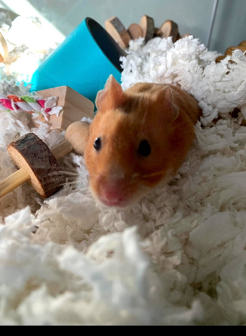 Squinley joined the competition — help win amazing prizes! dormouse, fawn, gerbil, hamster, mouse, muridae, muroidea, rat, rodent, snout, whiskers