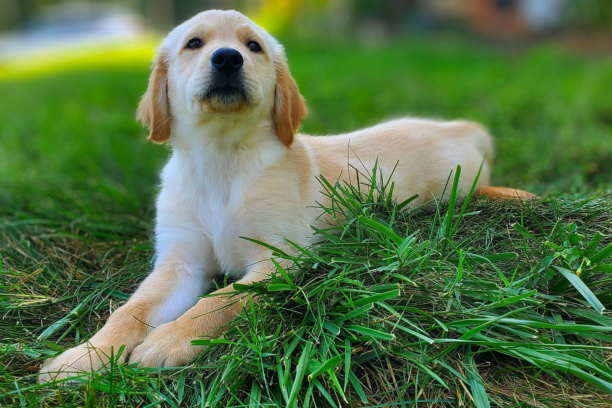 B. J. Mauney Jenkins joined the competition — help win amazing prizes! biting, canidae, carnivore, companion_dog, dog, dog_breed, fawn, fur, grass, grassland, liver, plant, sporting_group, tail, terrestrial_animal, toy_dog, whiskers, wildlife