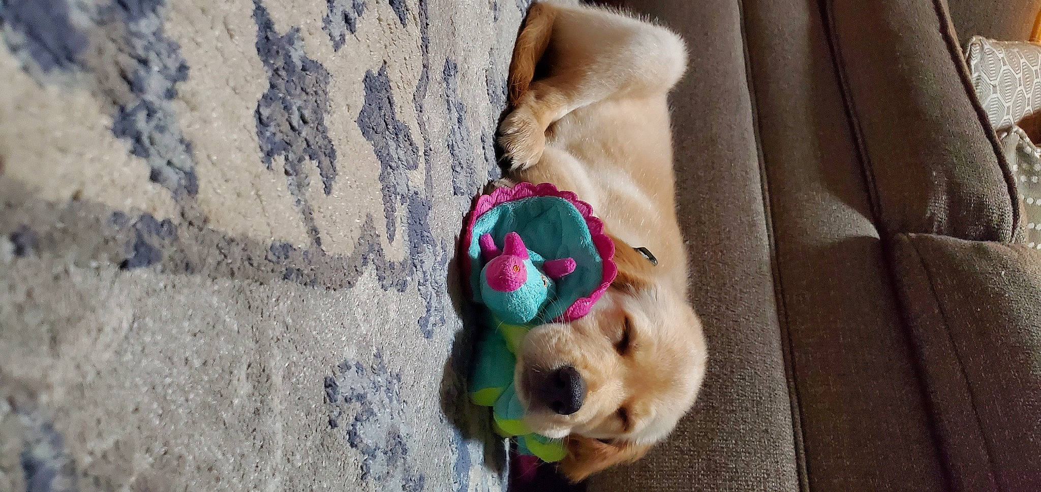 B. J. Mauney Jenkins is registered to the contest to win money with this photo: canidae, carnivore, collar, comfort, companion_dog, dog, dog_breed, dog_collar, dog_supply, fashion_accessory, fawn, fur, leash, linens, magenta, paw, pet_supply, snout, sporting_group, working_animal