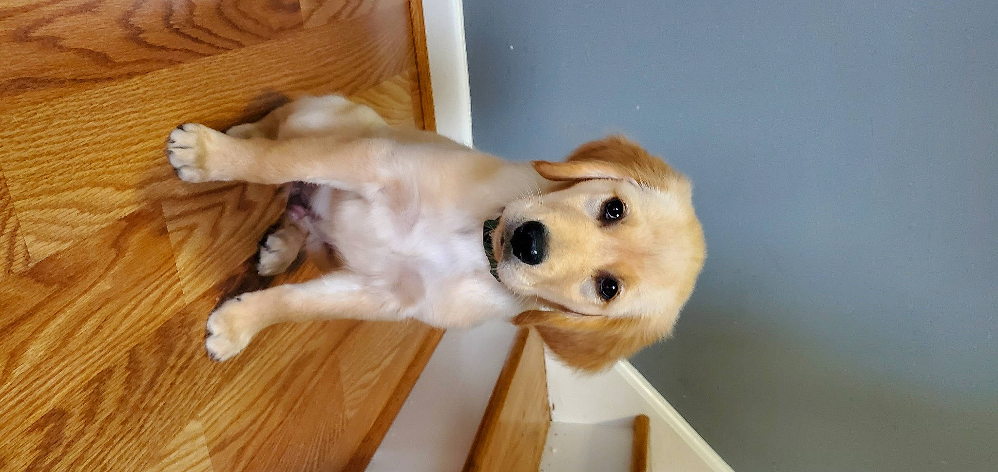 B. J. Mauney Jenkins joined the competition — help win amazing prizes! canidae, carnivore, companion_dog, dog, dog_breed, fawn, flooring, fur, hardwood, mammal, pet_supply, snout, sporting_group, tail, varnish, whiskers, wood, wood_flooring, wood_stain, working_animal