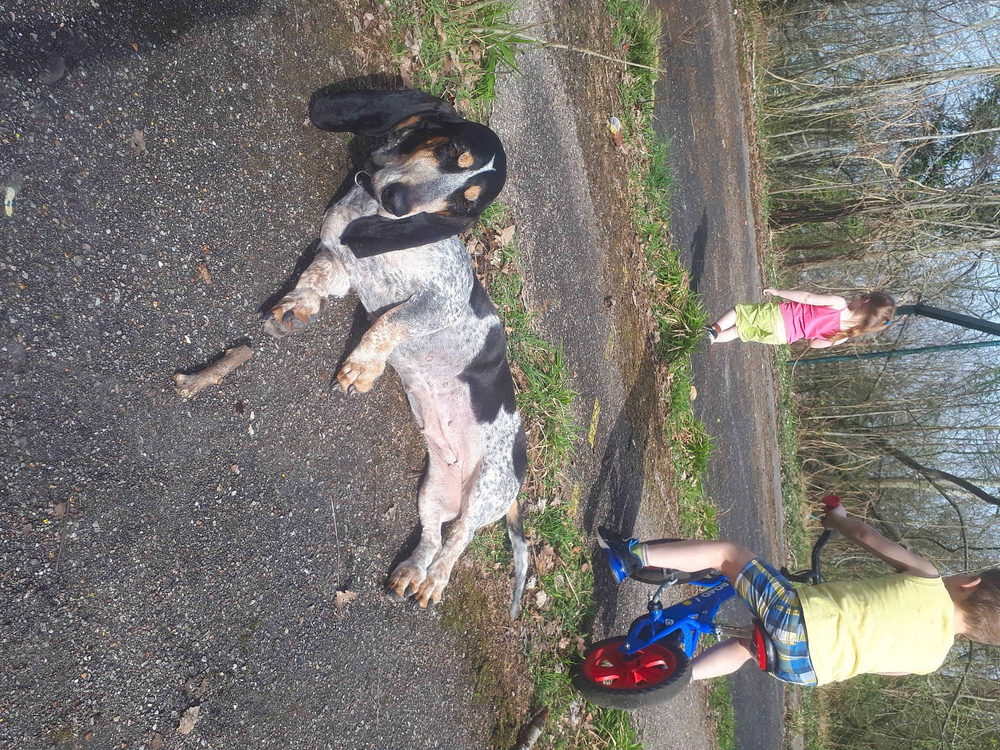 Joke a rejoint le concours — aidez-le/la à gagner de superbes lots ! adventure, asphalt, carnivore, companion_dog, dog, dog_breed, fawn, grass, plant, recreation, road_surface, sky, soil, sporting_group, tail, tar, tree, walking_shoe, working_animal, working_dog