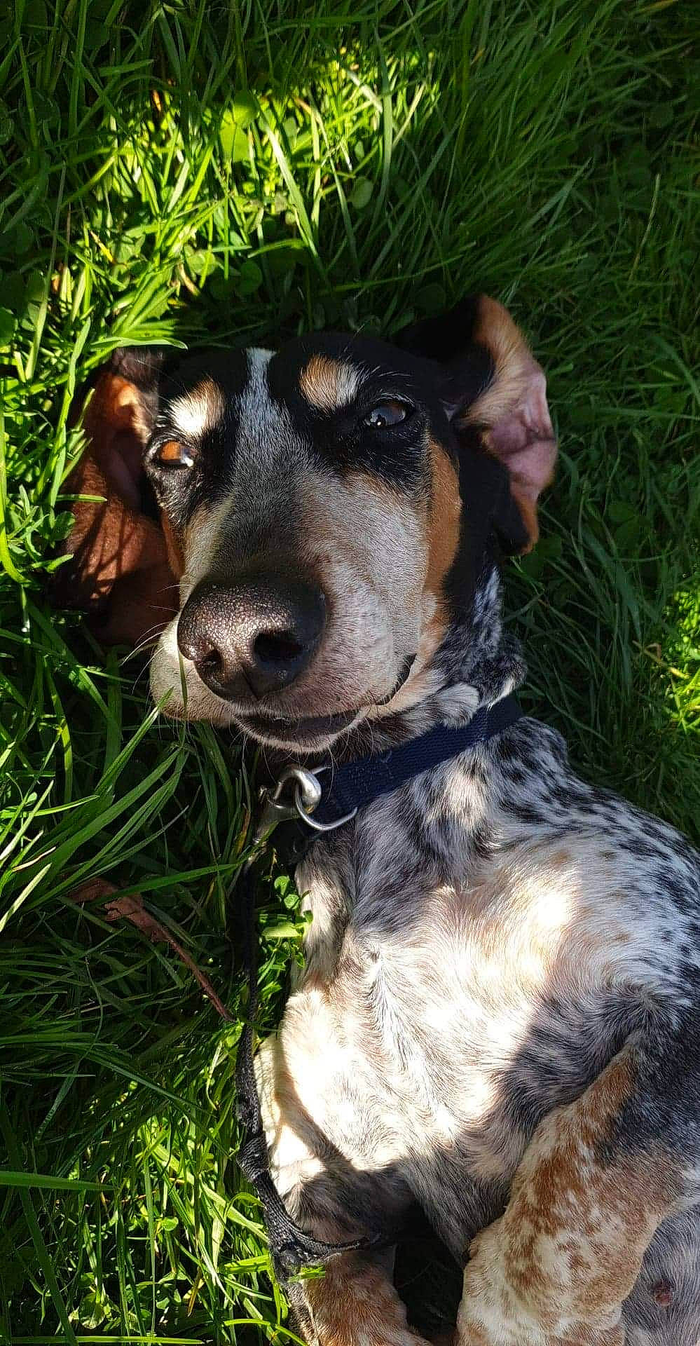 Joke participe au concours pour gagner de l'argent avec cette photo : canidae, carnivore, collar, companion_dog, dog, dog_breed, dog_collar, fawn, fur, grass, guard_dog, leash, liver, pet_supply, plant, snout, sporting_group, whiskers, working_animal, working_dog