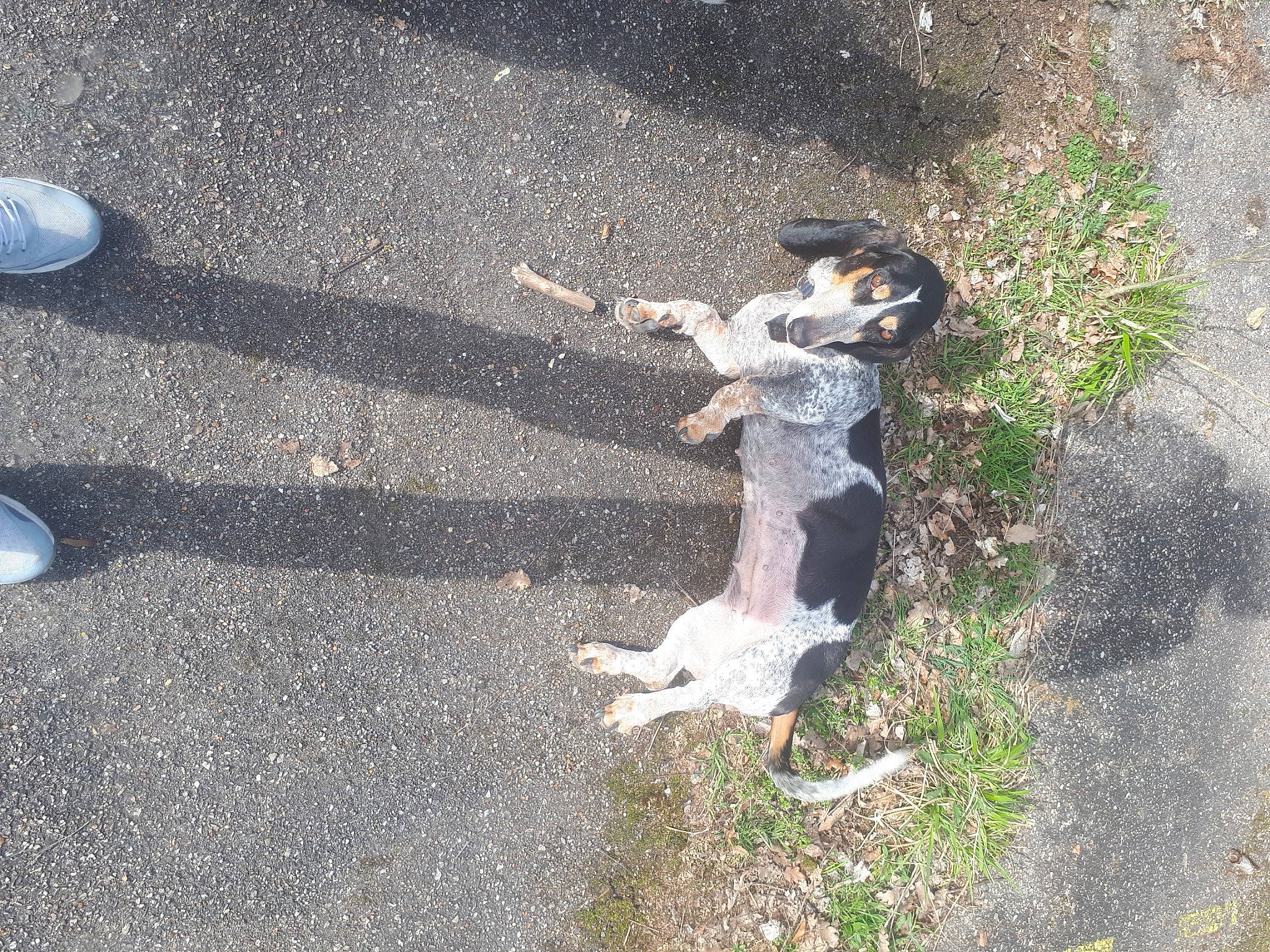 Joke a rejoint le concours — aidez-le/la à gagner de superbes lots ! asphalt, canidae, carnivore, companion_dog, concrete, dog, dog_breed, grass, paw, plant, road, road_surface, shadow, sidewalk, snout, soil, street_dog, tail, tar, tree