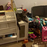 Meatball is registered to the contest to win money with this photo: cat, tabby, toy_kitchen, toys, messy_room, carpet, plastic_toys, stuffed_animal, childrens_room, play_area, indoor, pet, curious_cat, furniture, clutter, floor, orange_cup, pink_toy, blue_toy, plastic_chair