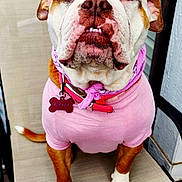 Blanca joined the competition — help win amazing prizes! bulldog, dog, pet, animal, portrait, sitting, pink_shirt, collar, leash, bone_tag, wrinkles, short_snout, brown_and_white, outdoor, chair, patio, close_up, fashionable, funny_expression, photography