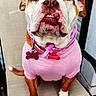 bulldog, dog, pet, animal, portrait, sitting, pink_shirt, collar, leash, bone_tag, wrinkles, short_snout, brown_and_white, outdoor, chair, patio, close_up, fashionable, funny_expression, photography