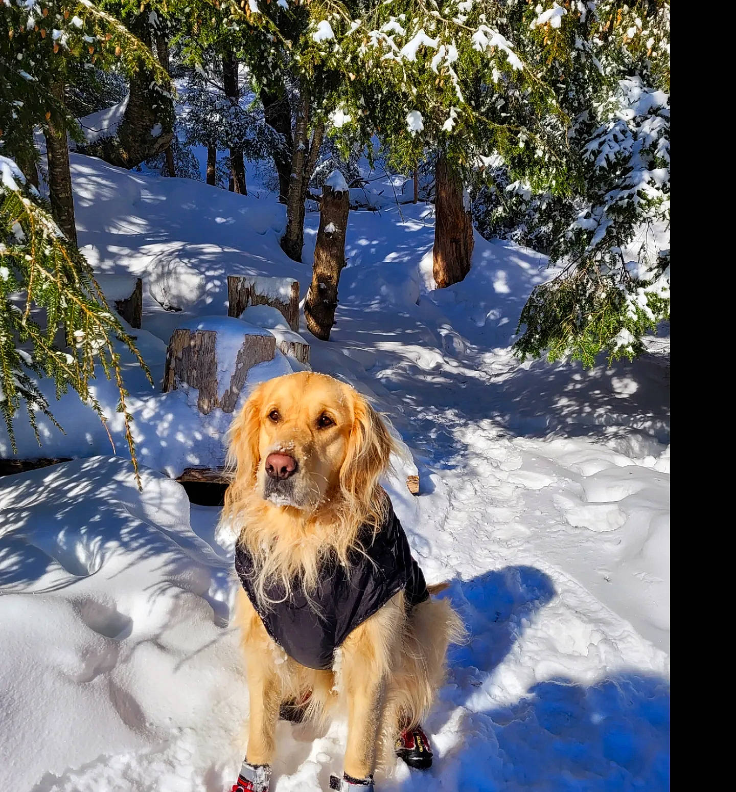 Pongo participe au concours pour gagner de l'argent avec cette photo : canidae, carnivore, companion_dog, dog, dog_breed, fawn, freezing, fur, golden_retriever, gun_dog, leisure, plant, recreation, retriever, snow, sporting_group, tree, vertebrate, winter, working_animal