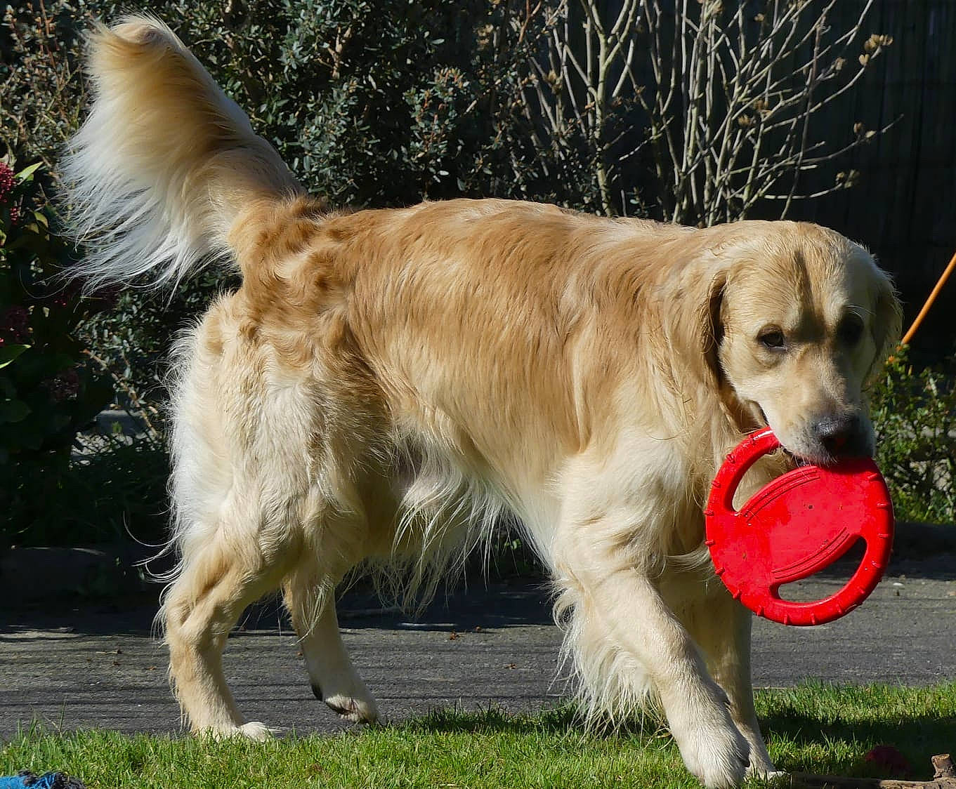Pongo a rejoint le concours — aidez-le/la à gagner de superbes lots ! carnivore, companion_dog, dog, dog_breed, golden_retriever, grass, gun_dog, plant, snout, sporting_group, tail, terrestrial_animal, working_dog