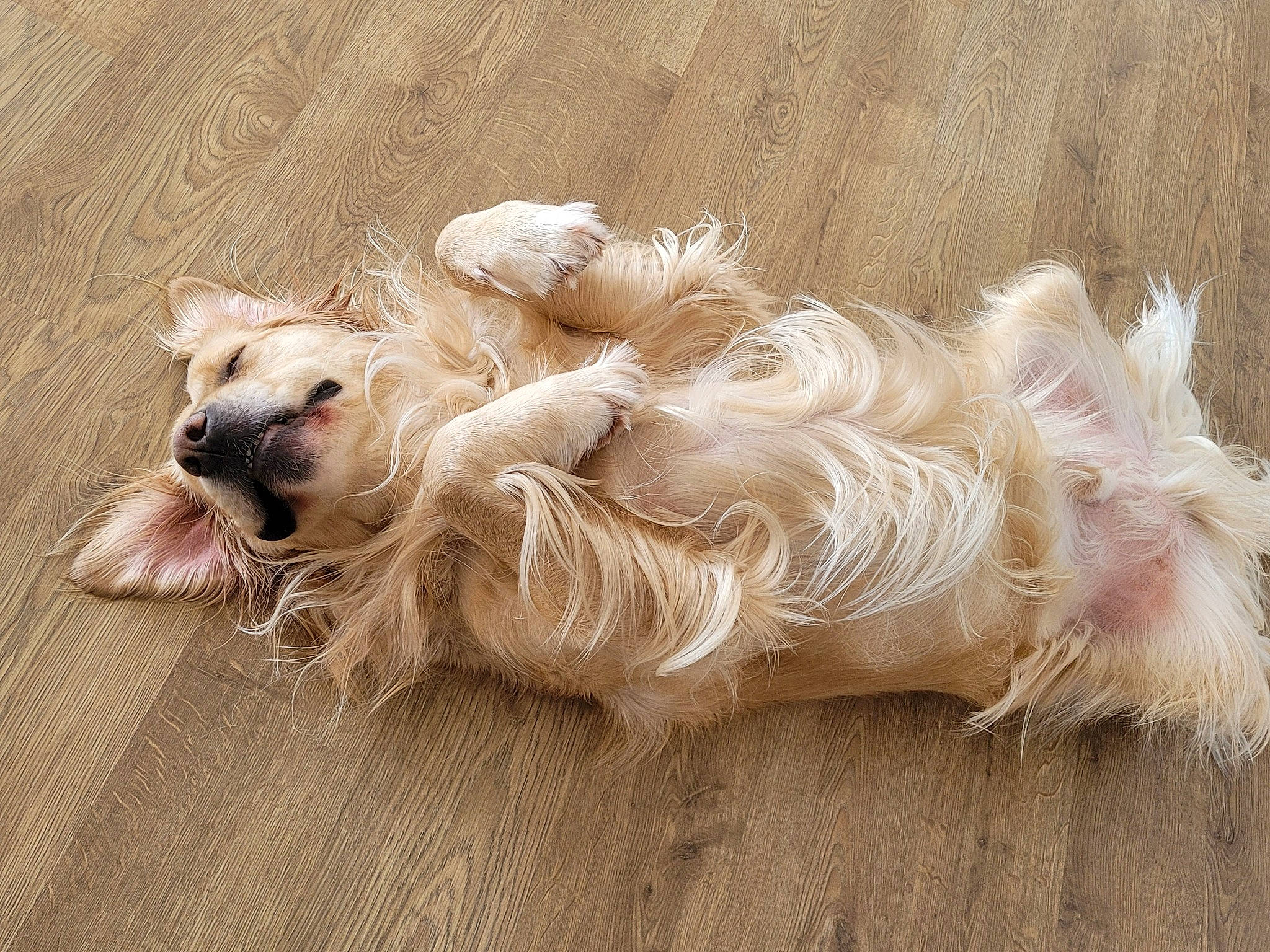 Pongo participe au concours pour gagner de l'argent avec cette photo : canidae, carnivore, claw, companion_dog, dog, dog_breed, fawn, felidae, fur, nap, paw, small_to_medium_sized_cats, snout, sporting_group, tail, terrestrial_animal, terrier, toy_dog, whiskers, wood