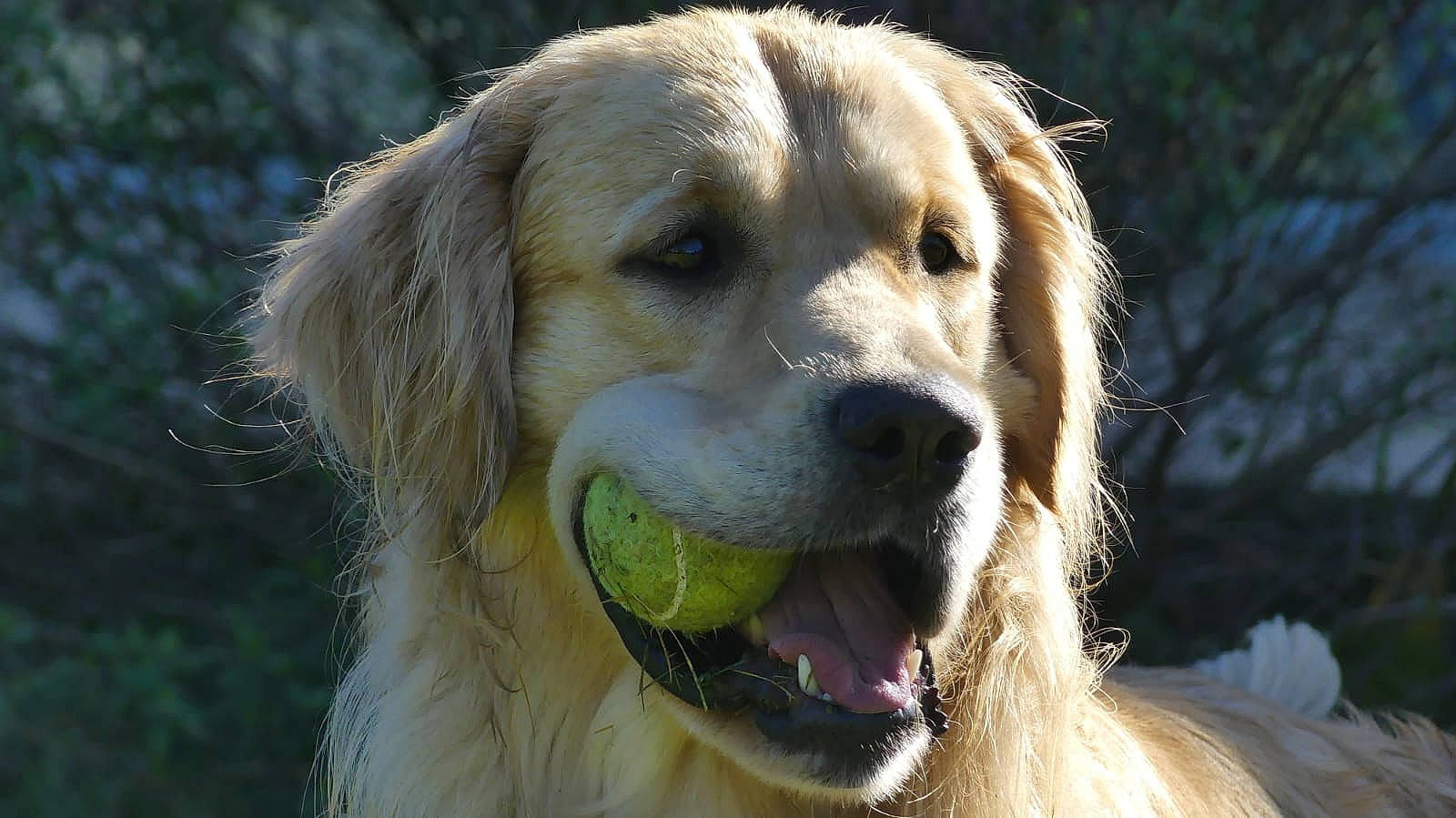 Pongo participe au concours pour gagner de l'argent avec cette photo : ancient_dog_breeds, biting, canidae, carnivore, companion_dog, dog, dog_breed, fawn, fur, grass, gun_dog, plant, retriever, snout, sporting_group, terrestrial_animal, tree, whiskers, working_dog