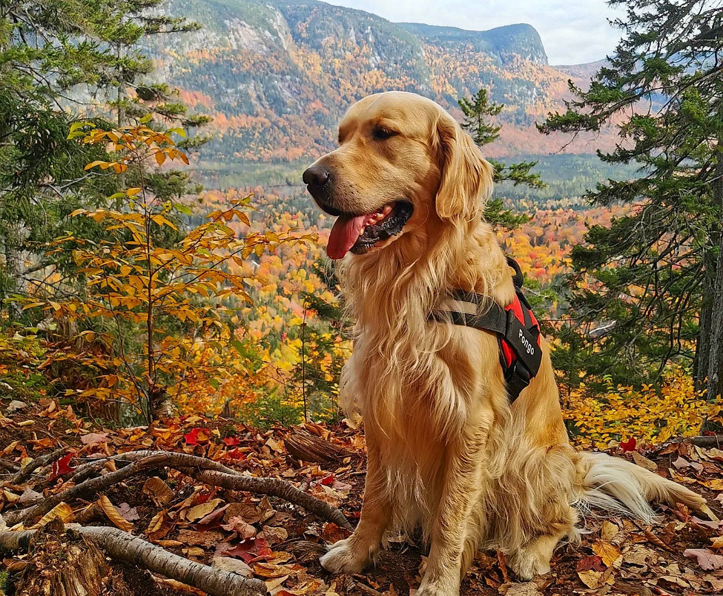 Pongo participe au concours pour gagner de l'argent avec cette photo : canidae, carnivore, companion_dog, dog, dog_breed, fawn, golden_retriever, gun_dog, mountain, natural_landscape, people_in_nature, plant, recreation, retriever, sky, sporting_group, tree, twig, wilderness, wood