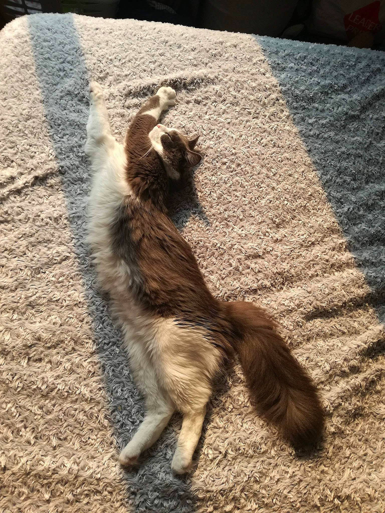 Maestro a rejoint le concours — aidez-le/la à gagner de superbes lots ! canidae, carnivore, cat, claw, dog_breed, fawn, felidae, flooring, fur, paw, shadow, small_to_medium_sized_cats, snout, sporting_group, tail, terrestrial_animal, wallaby, whiskers, wildlife, wood