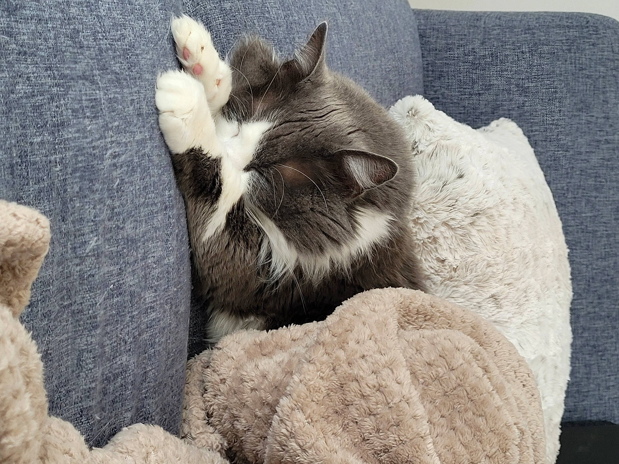 Maestro a rejoint le concours — aidez-le/la à gagner de superbes lots ! carnivore, cat, cat_bed, claw, comfort, dog_breed, domestic_short_haired_cat, felidae, foot, fur, grey, monochrome_photography, nap, paw, rock, small_to_medium_sized_cats, snout, tail, terrestrial_animal, whiskers